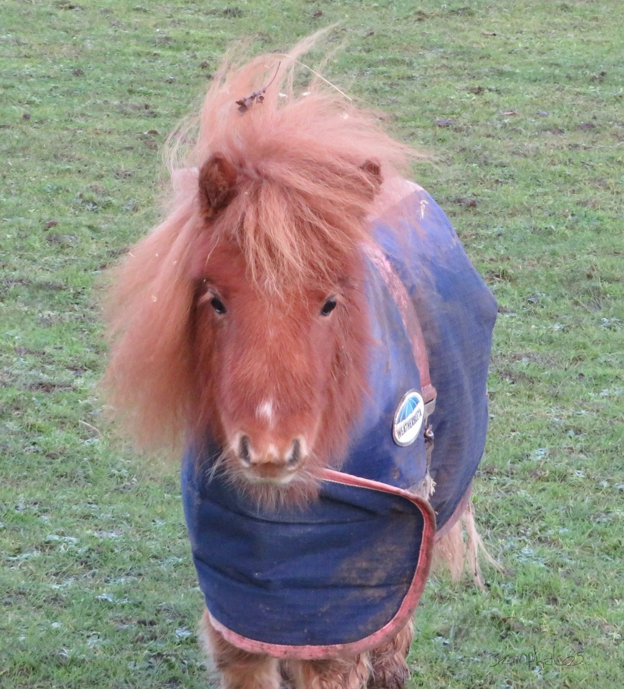 Chestnut pony with a fluffy mane standing in a field
