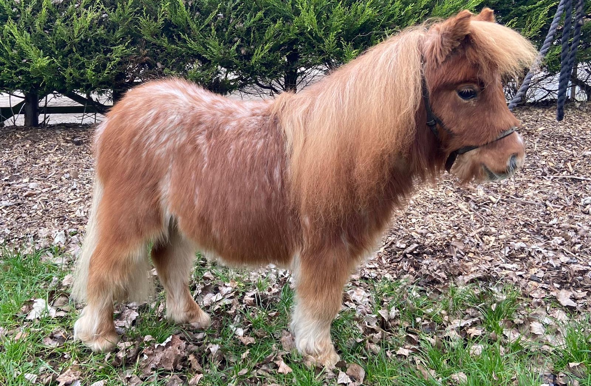 Image shows chestnut pony Pickle following his recovery