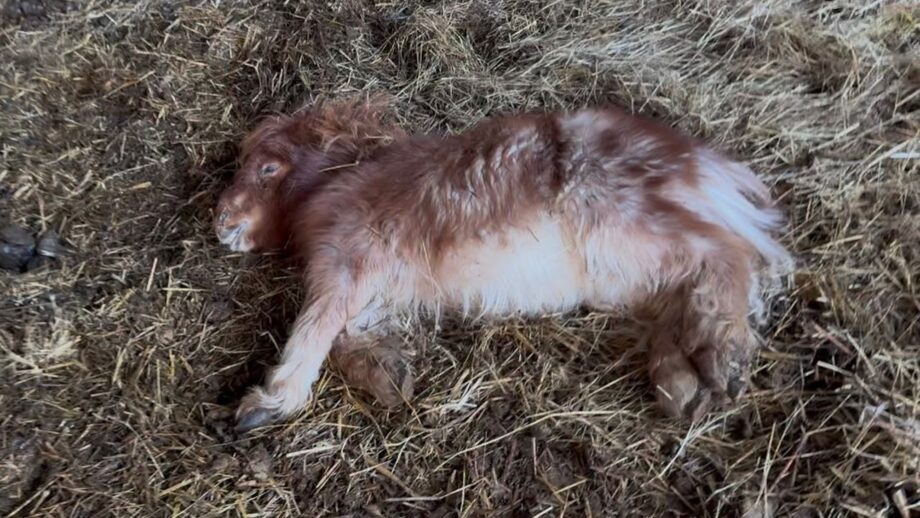 Image shows a tiny chestnut pony lying down