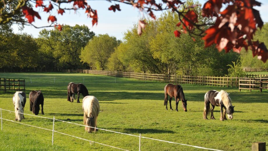 Horses grazing at a Redwings visitor centre
