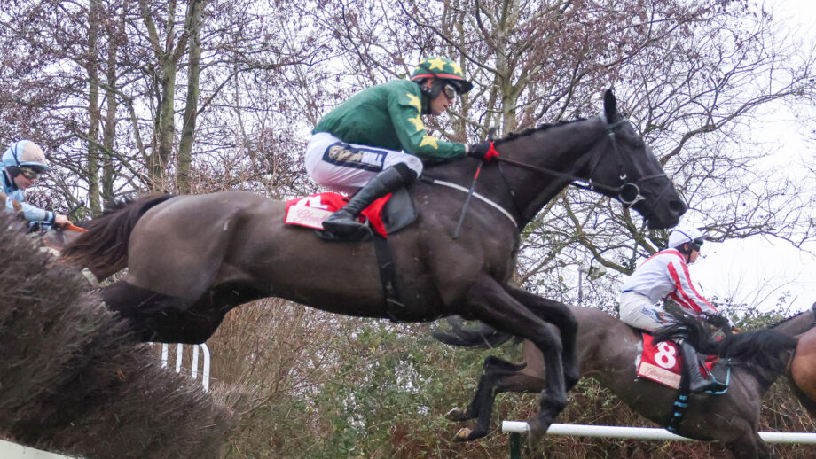 The Gavin Cromwell-trained Stumptown is one of our experts' tips for day 2 of the Cheltenham Festival.