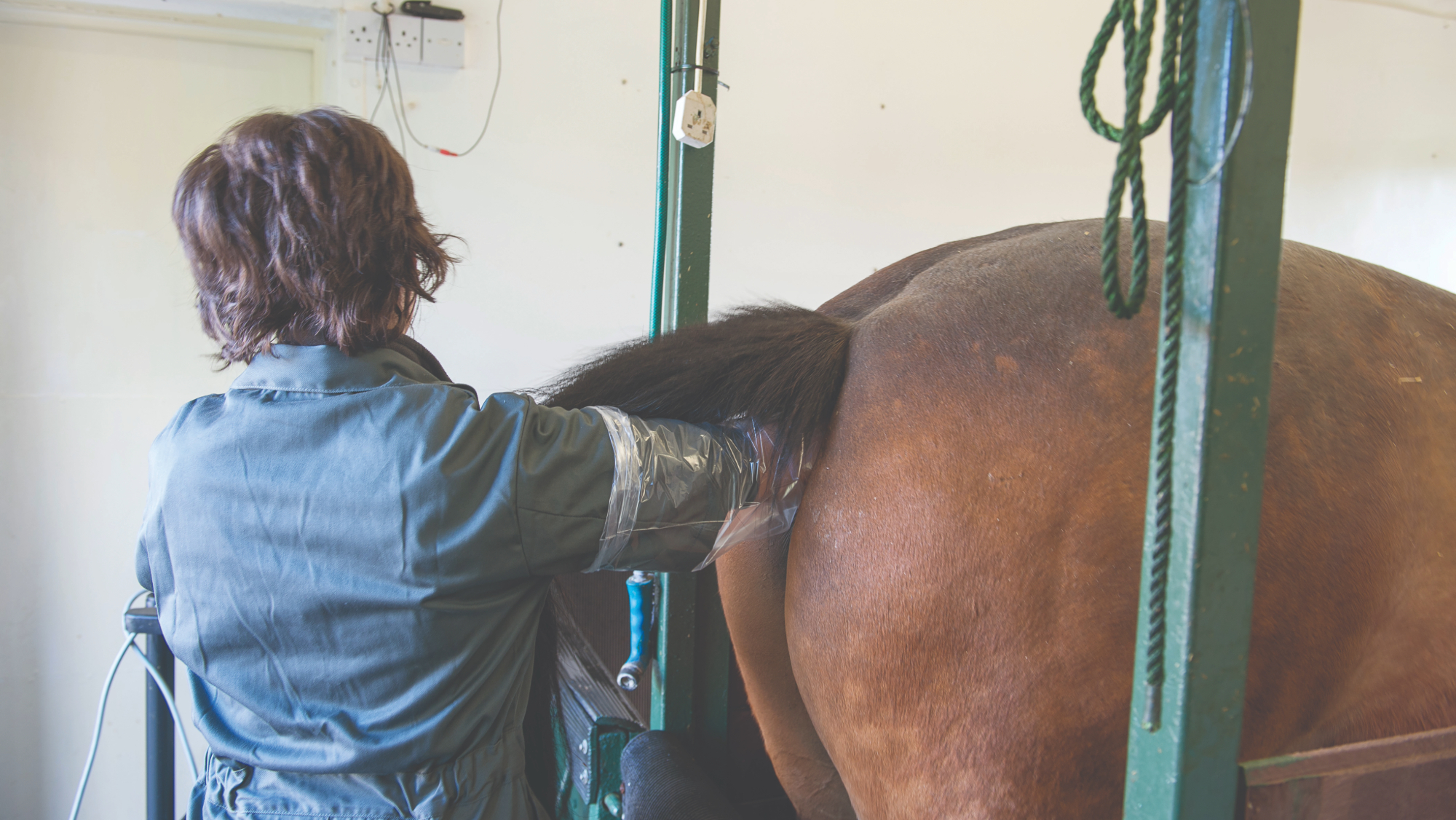 A pregnant mare undergoing an examination by a vet in horse examination stocks