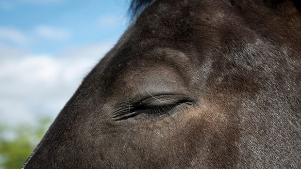 A close-up of a horse's closed eye