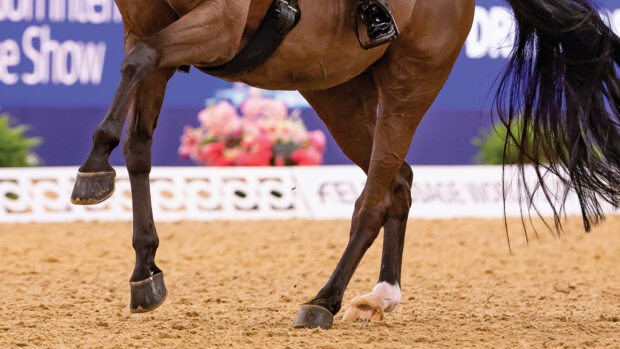 A dressage horse in an FEI international competition