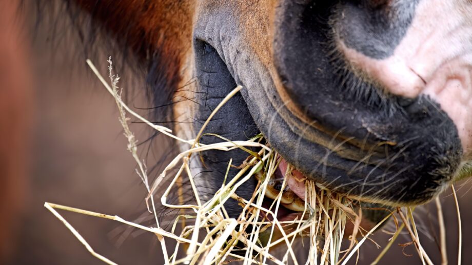 Close up of horse eating hay