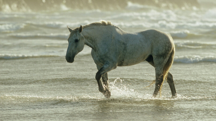 Pictured an Irish draught horse on a beach.