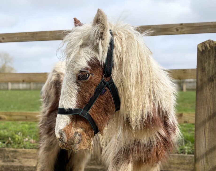 Young pony Annie standing in the yard at The Horse Trust