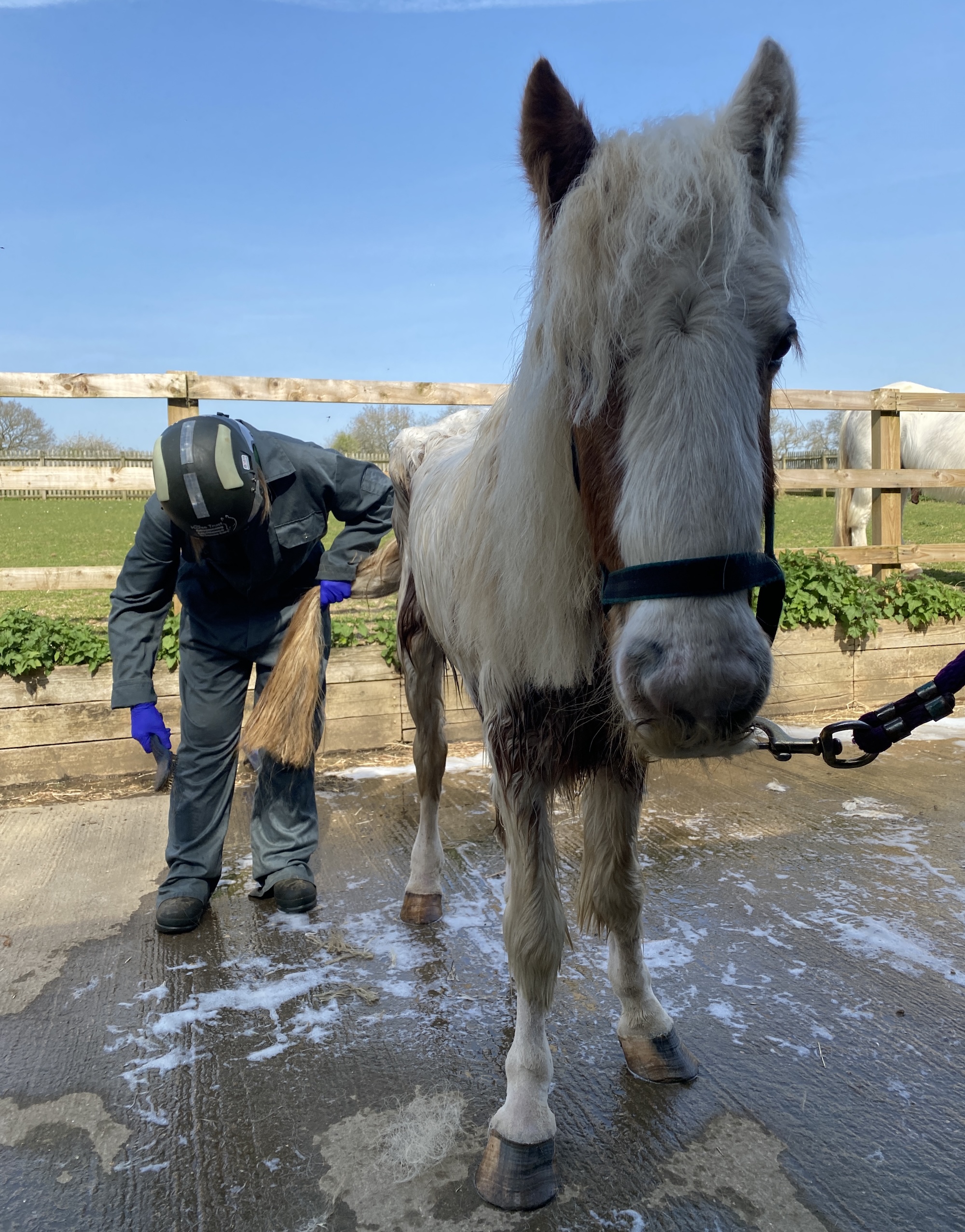 Annie the pony having a brush after a bath