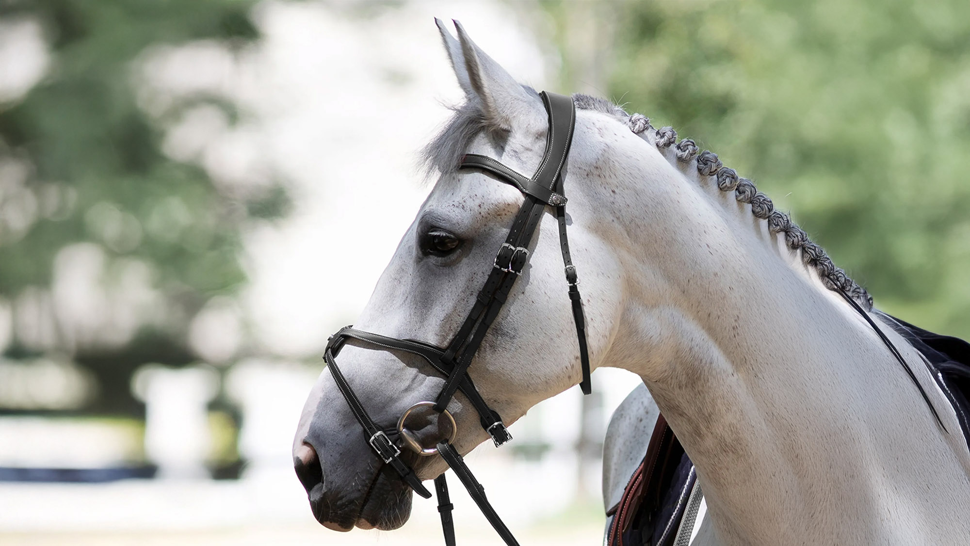 Antares Origin Grackle Bridle
