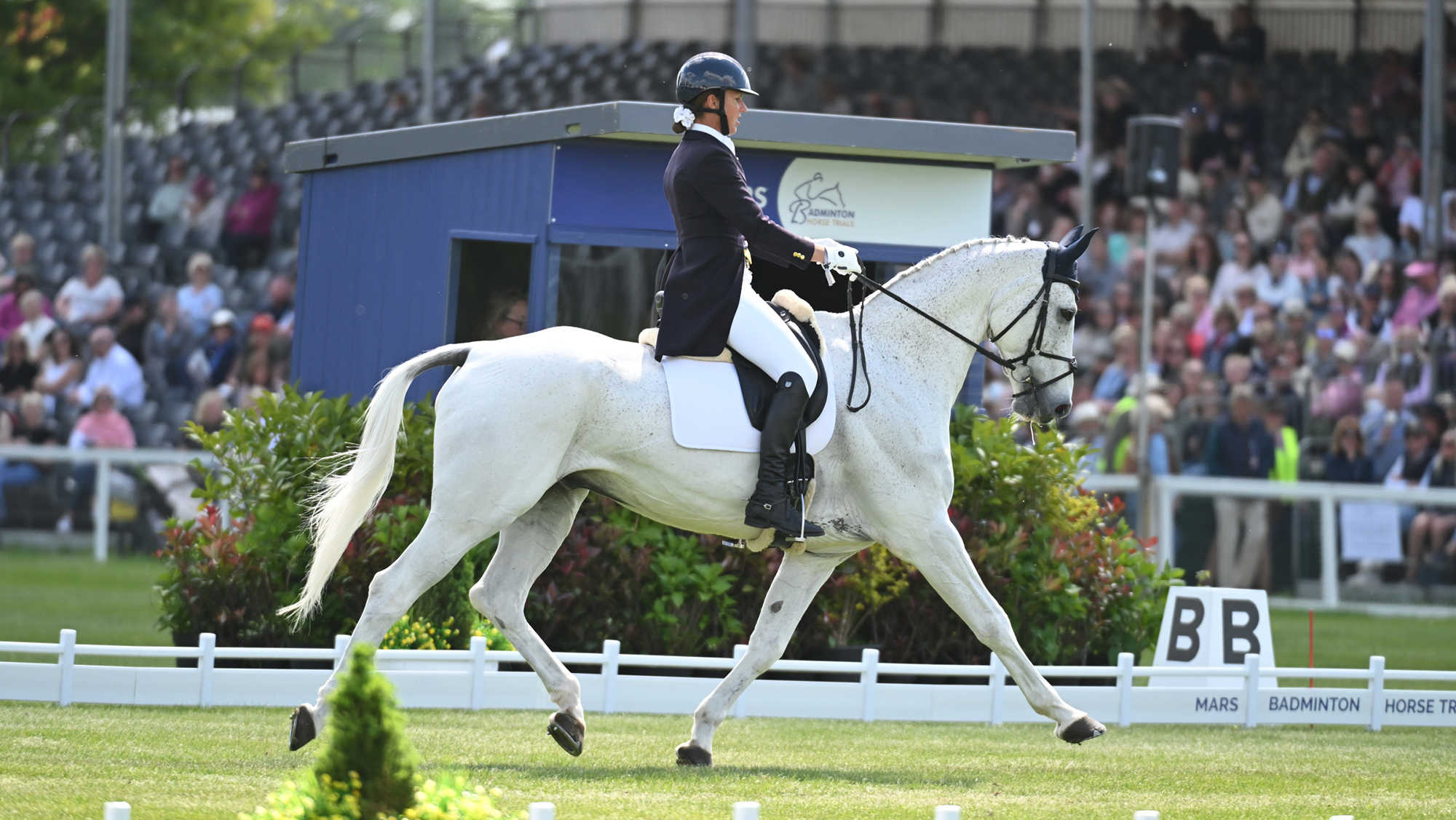 Fiona Kashel and Creevagh Silver De Haar perform extended trot in their dressage at Badminton 2025. 
