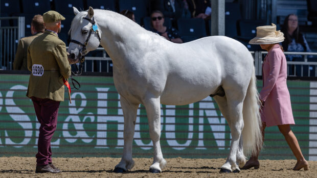 Supreme M&M in-hand champion Clover Hill Magic is observed by the judge