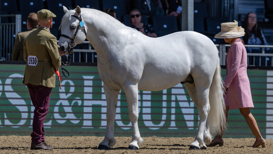 Supreme M&M in-hand champion Clover Hill Magic is observed by the judge