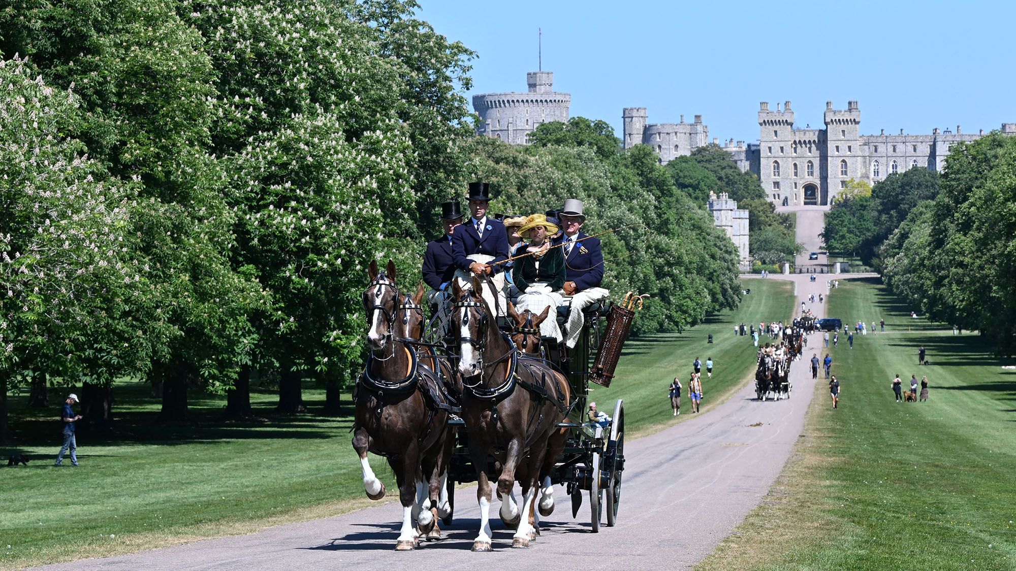 A driving team of four gelderlanders taking part in the coaching marathon at Royal Windsor Horse Show with Windsor Castle in the background