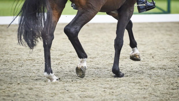 Pictured a horse performing a dressage test.