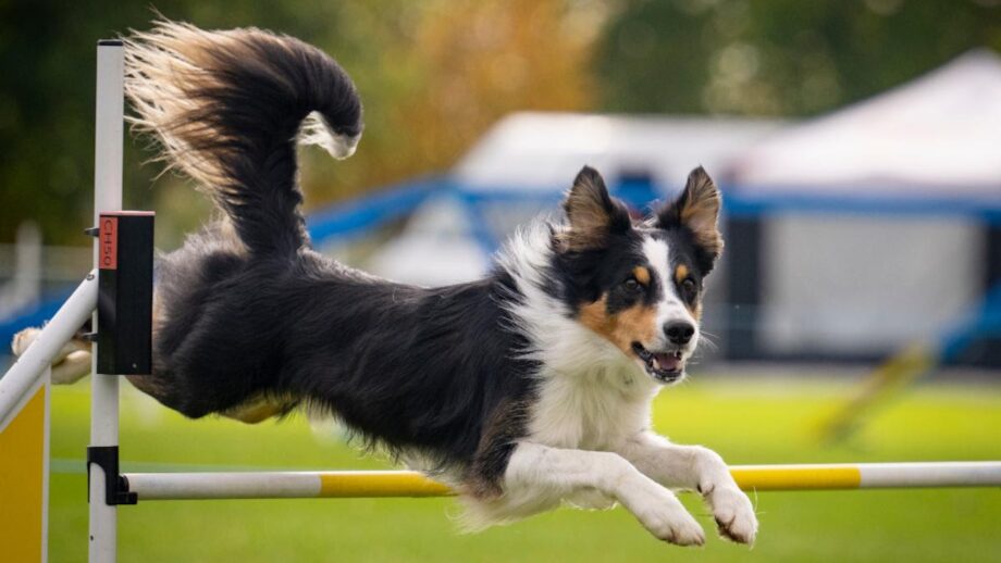 A dog jumping a fence on an agility course