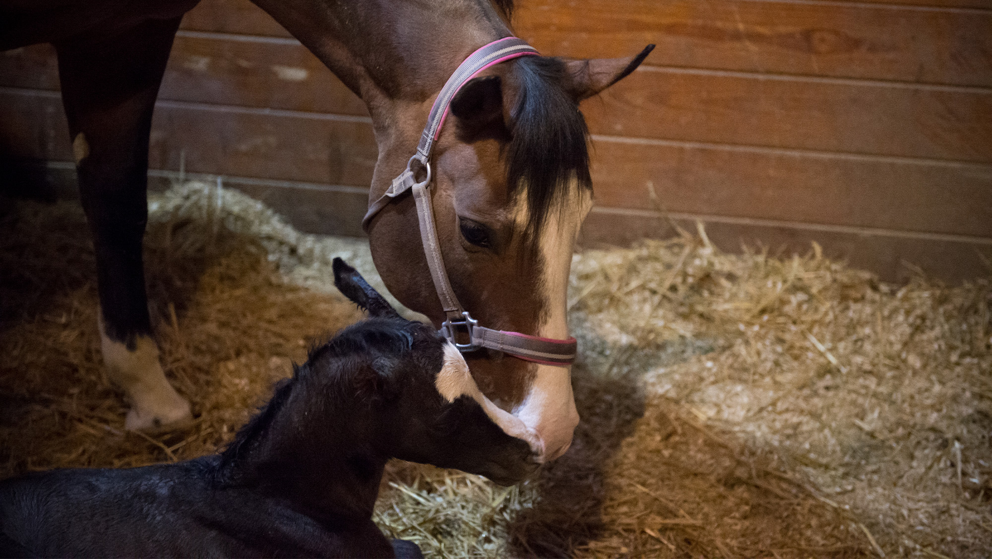 Mare and foal in stable