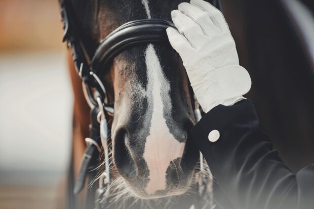 A close-up of a rider in show gear stroking a horse's nose