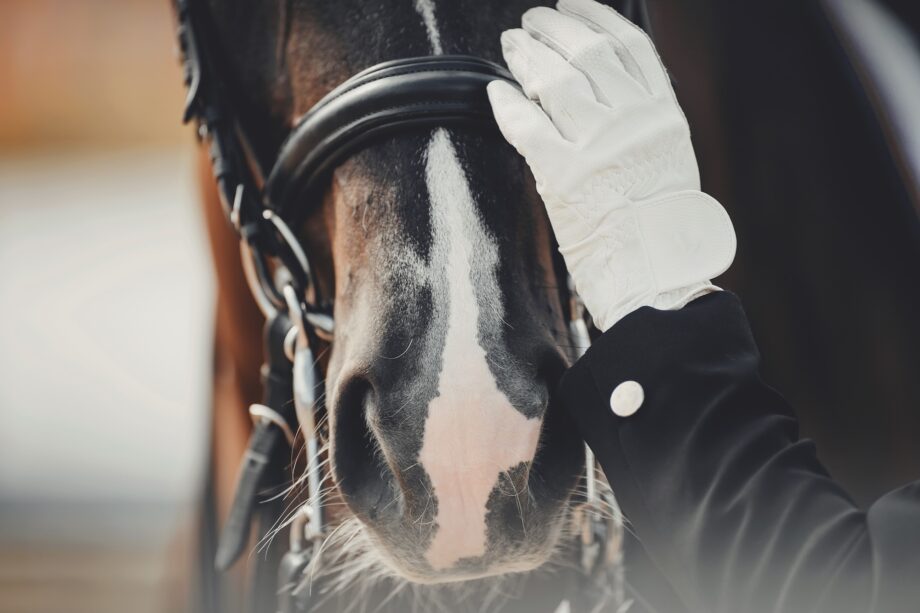 A close-up of a rider in show gear stroking a horse's nose