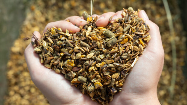 Close up of horse feed being held in hands
