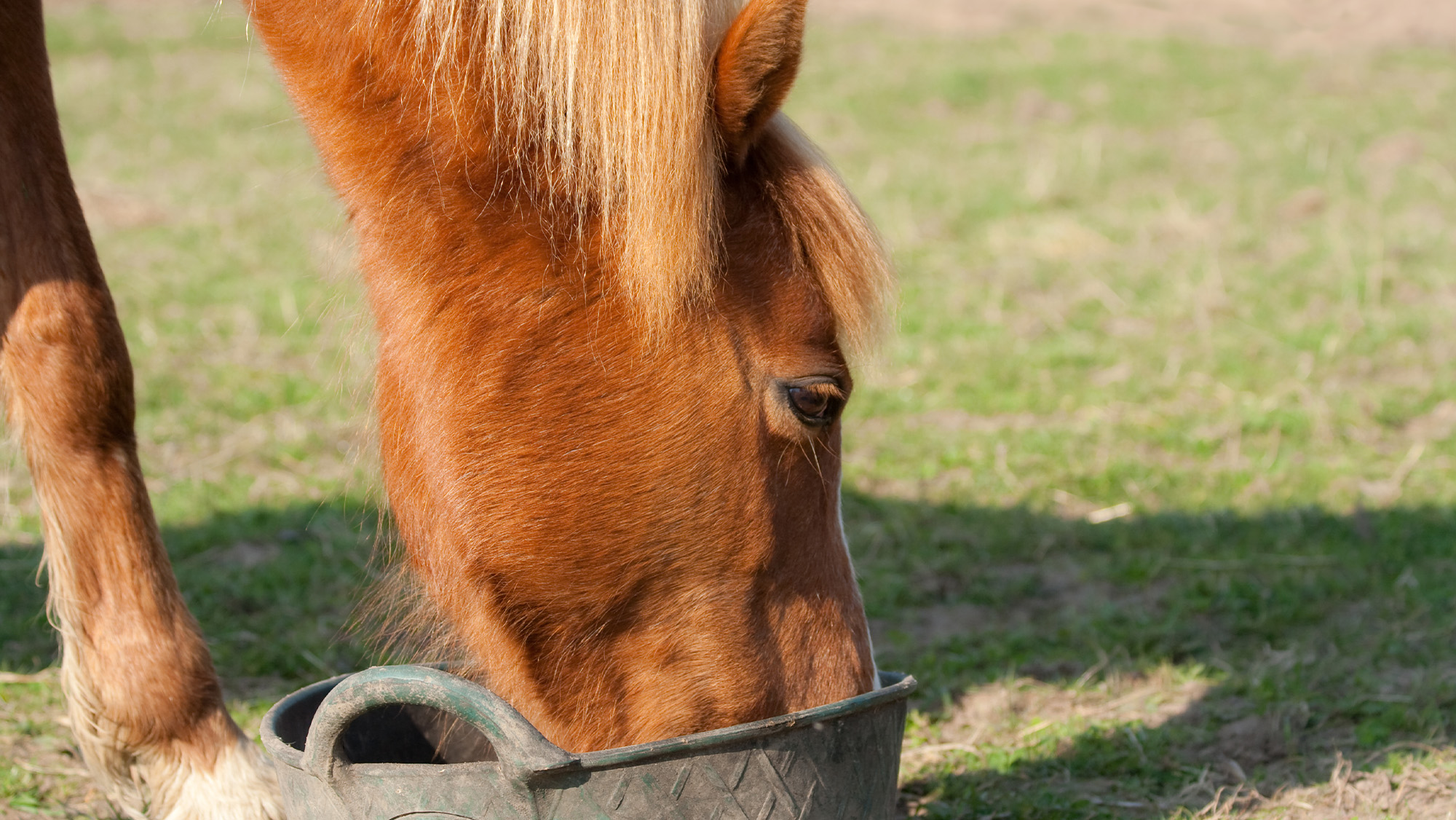 Chestnut horse eating feed from bucket