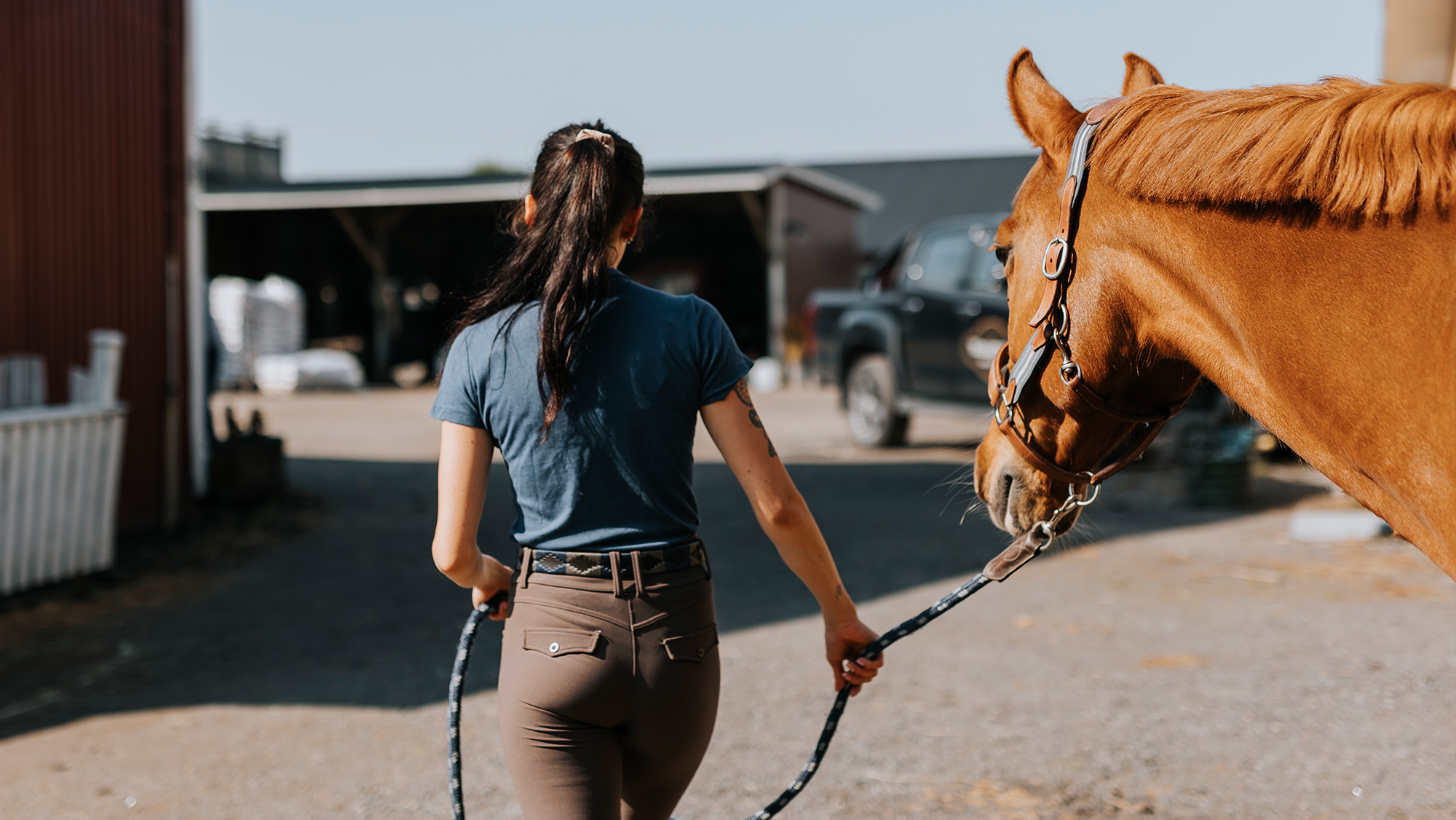 Groom leading a chestnut horse at her job with horses