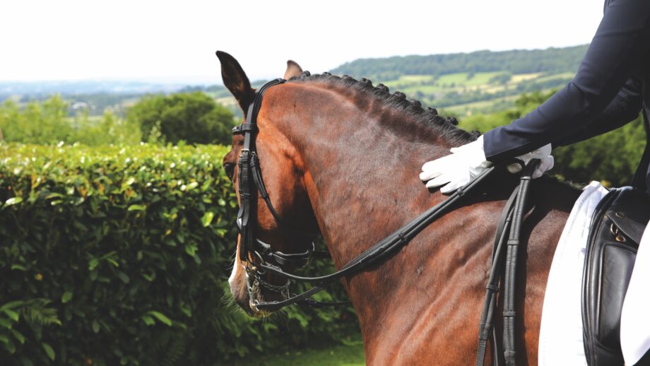 Image shows a horse wearing a double bridle and a rider, who is wearing white gloves, giving him a pat