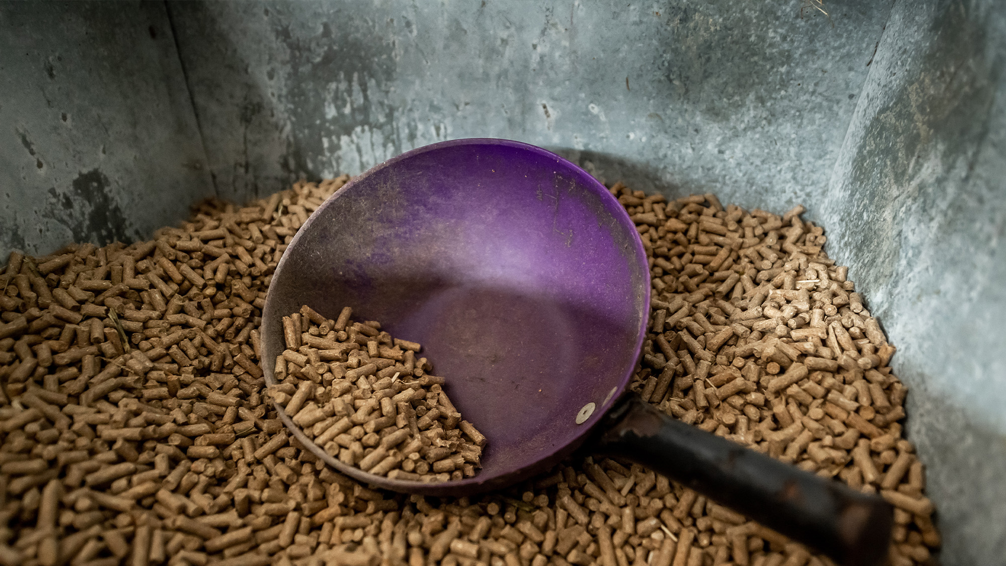 Inside a secure feed bin filled with horse feed