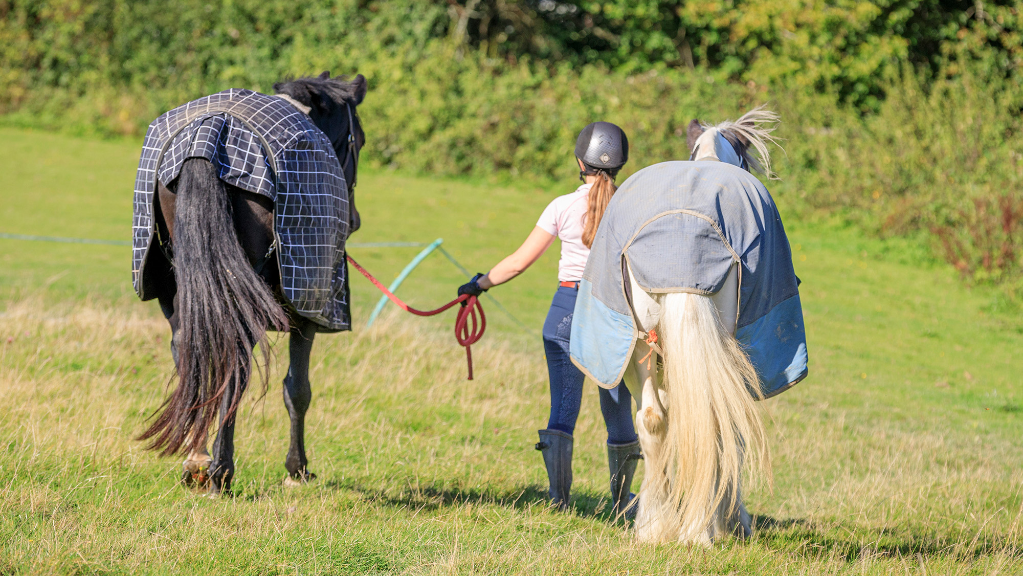 One person leading two horses