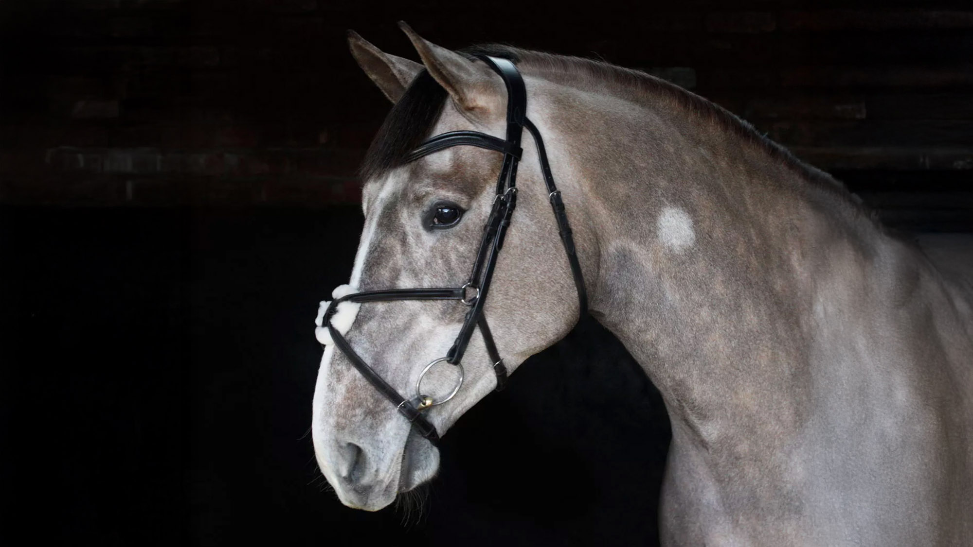 Harry Hall Grackle bridle
