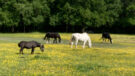 Horses grazing in field