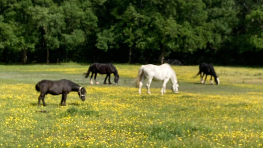 Horses grazing in field