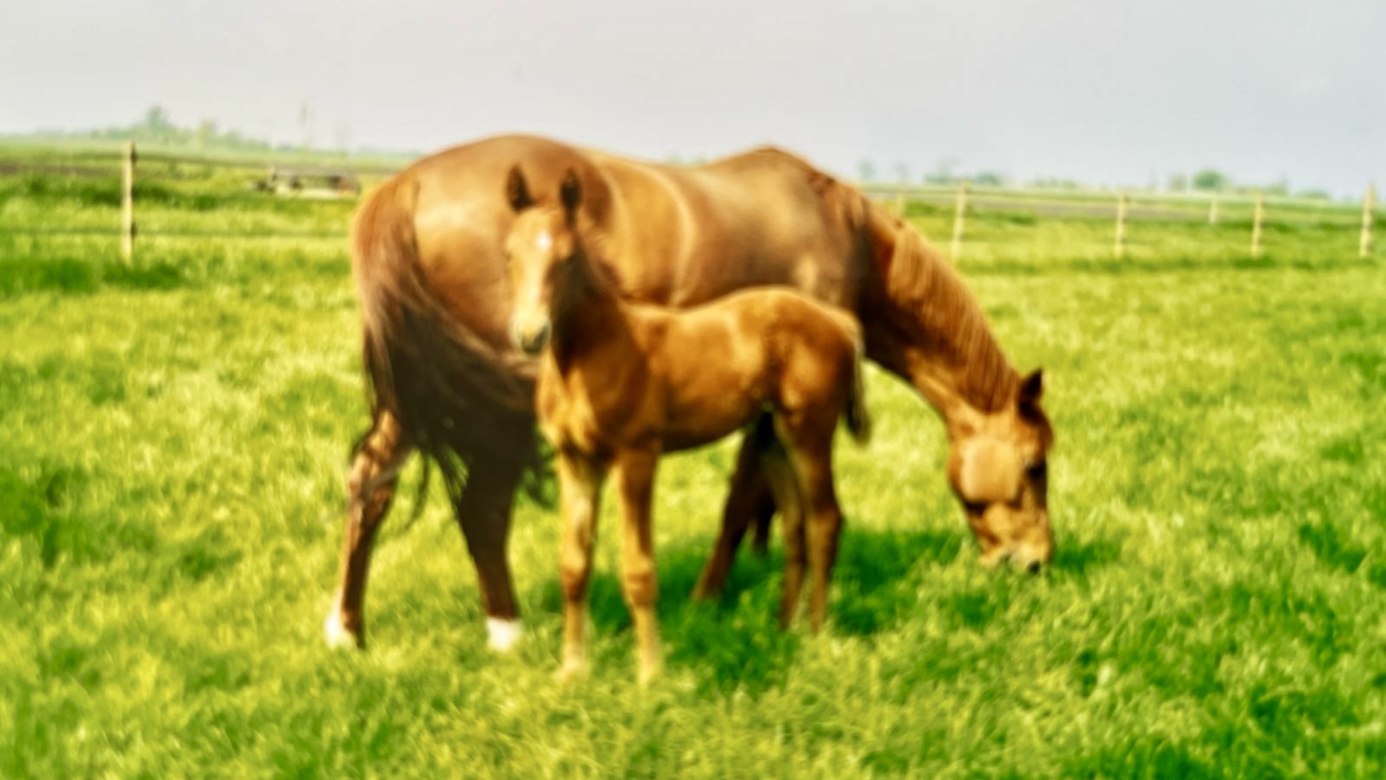 Salvation as a foal with his dam in a field