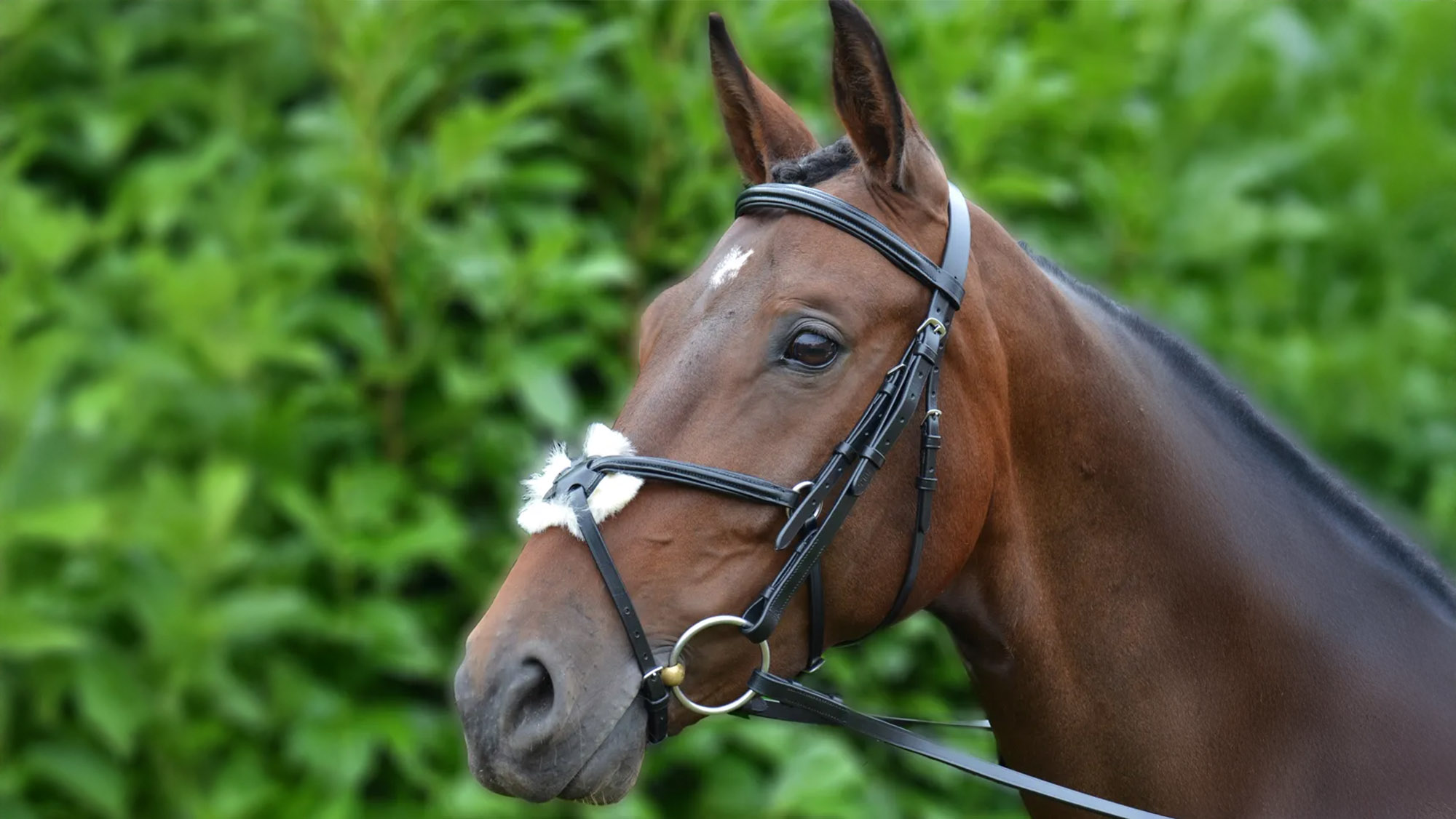 Hy Equestrian Grackle bridle