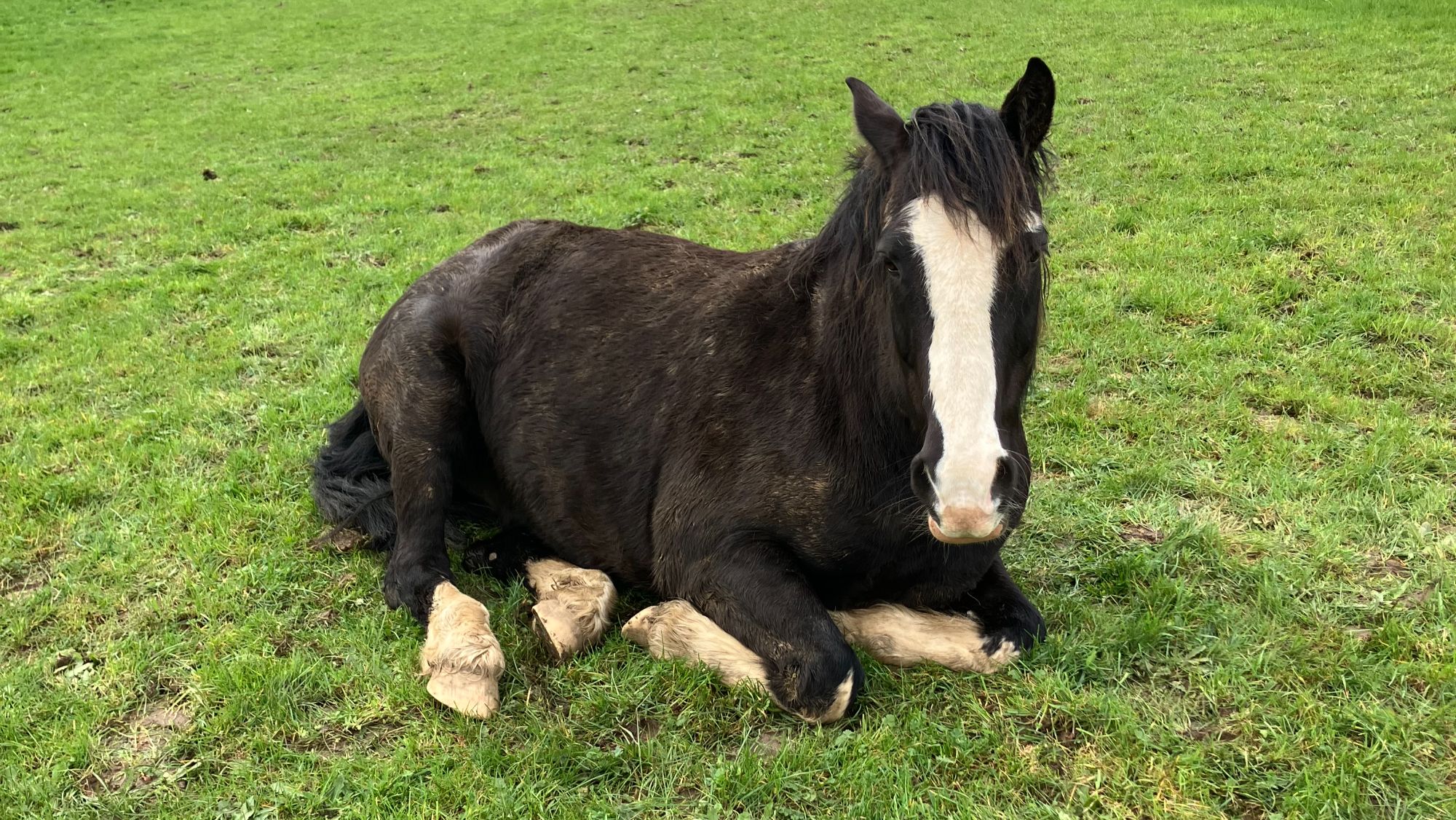 A dark bay horse with a white blaze and four white socks lying down on the grass.