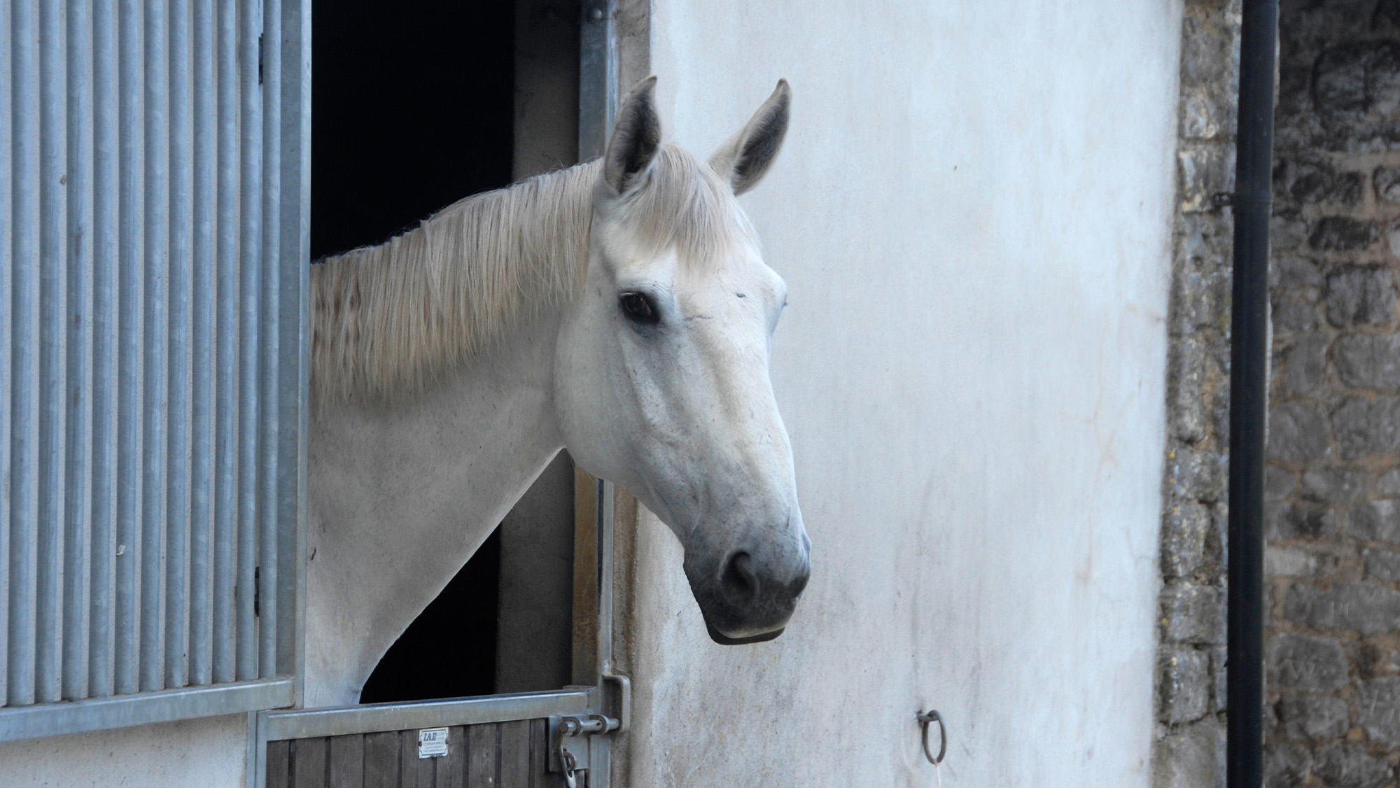 Grey horse looking over stable door waiting for food
