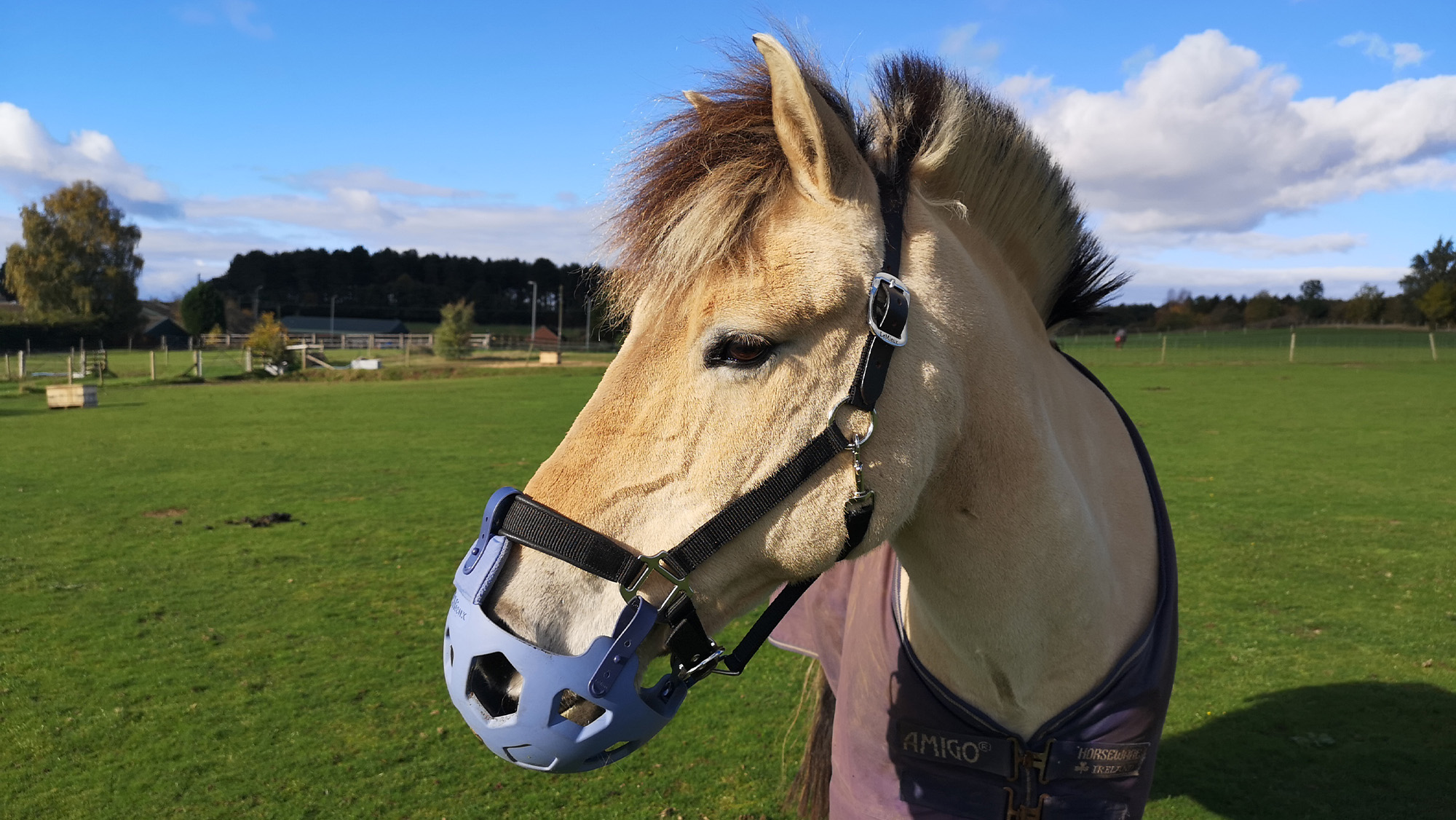 Horse wearing LeMieux grazing muzzle