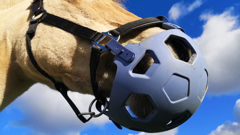 Close up of LeMieux Noma grazing muzzle from below