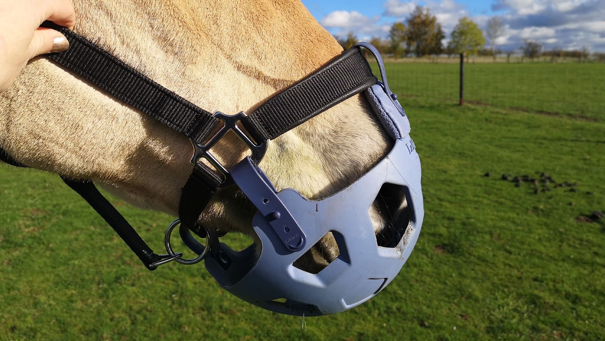 Close up of LeMieux Noma grazing muzzle on horse from the side