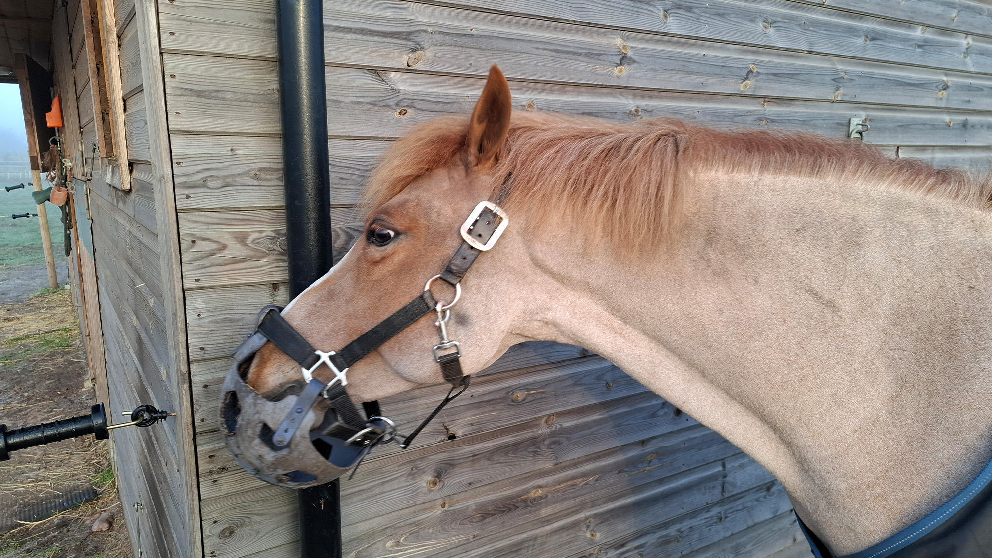 Horse rubbing face on wall in attempt to remove muzzle