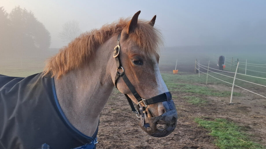 Horse wearing LeMieux Noma grazing muzzle from the side