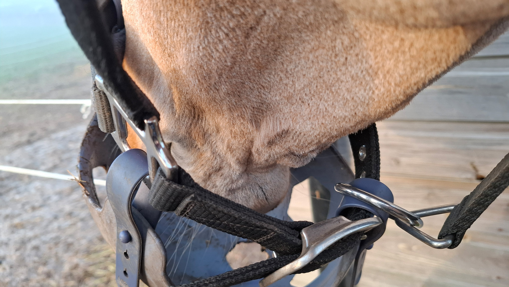 Close up of horse’s chin