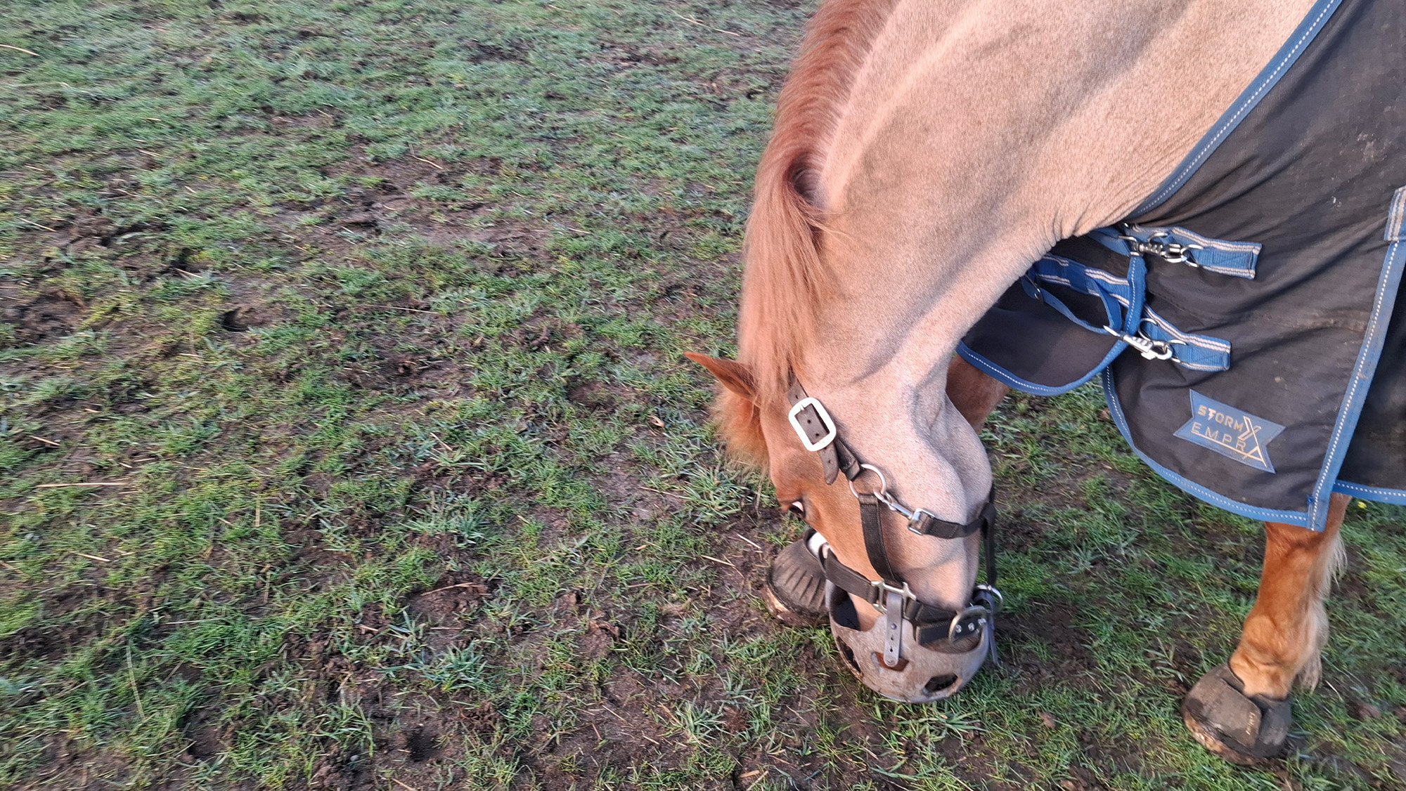 Horse rubbing on leg in attempt to remove muzzle