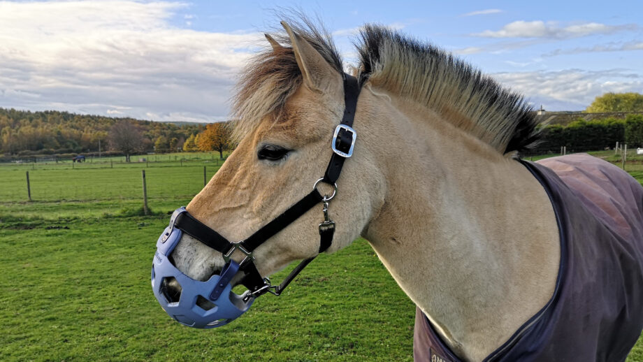Horse wearing LeMieux Noma grazing muzzle