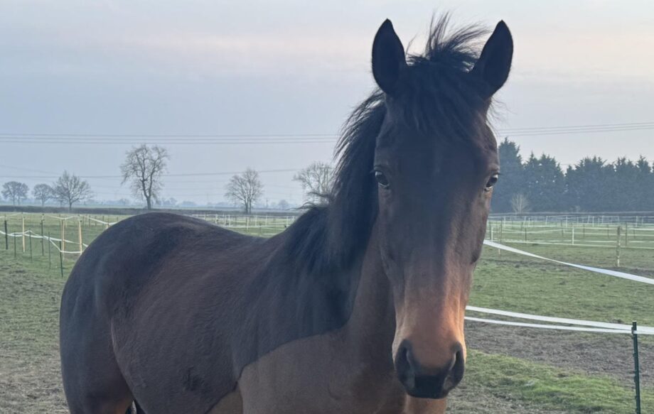 Bay thoroughbred Louie in his field