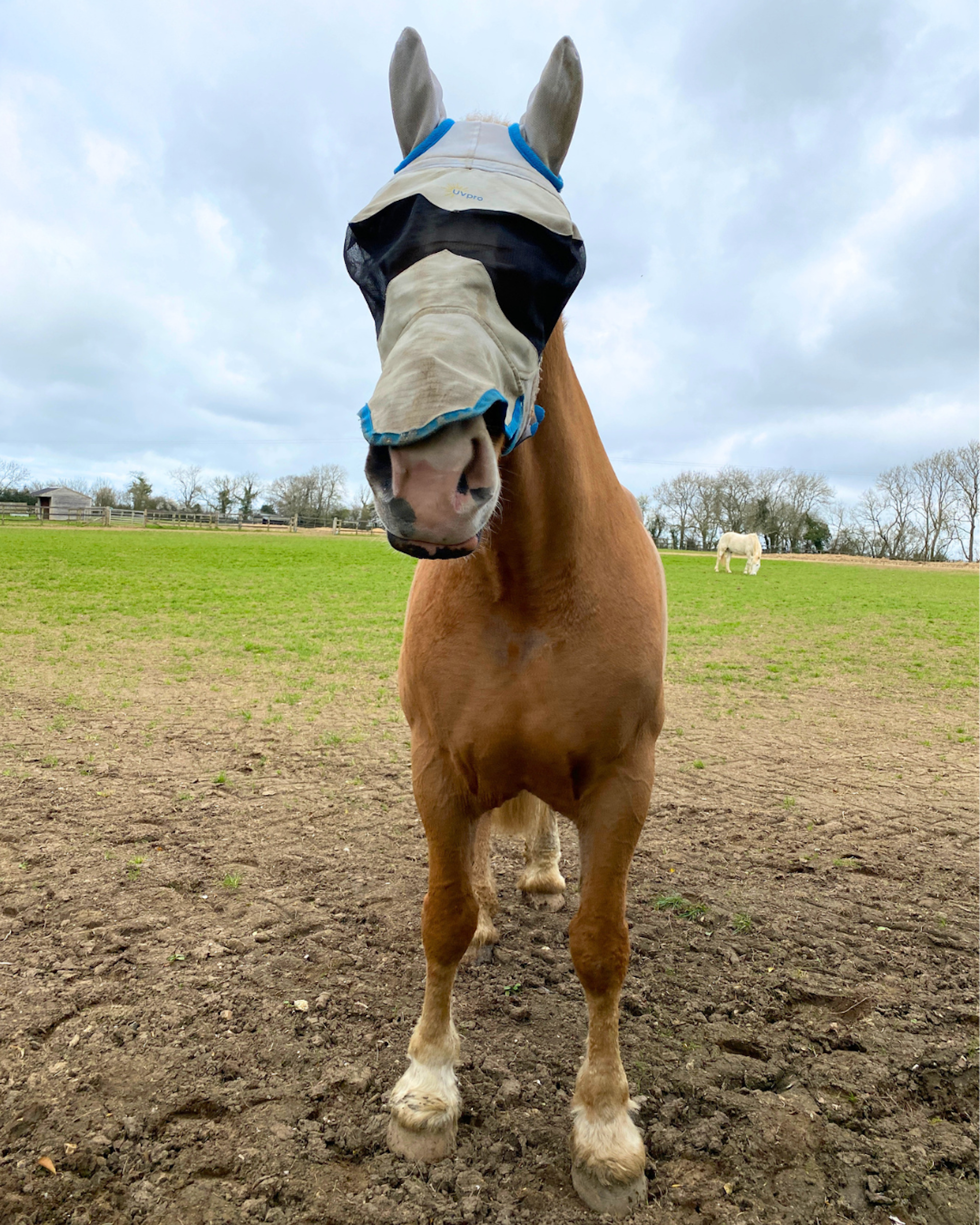 Police Horse Luna in a field at The Horse Trust