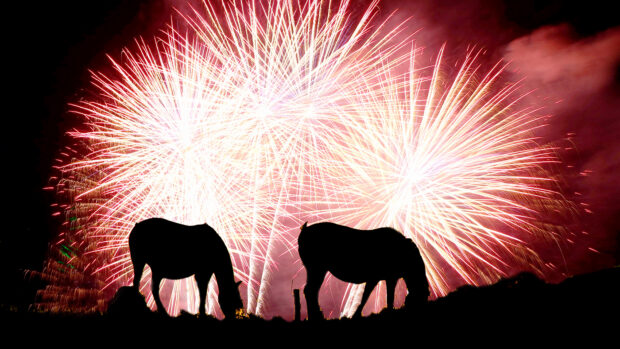 Horses grazing against fireworks going off