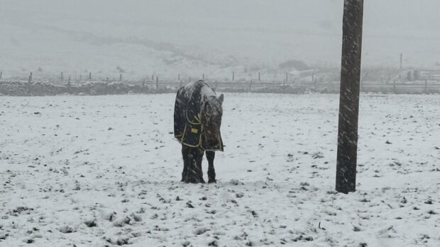 A bay pony owned by Chloe Hudson and Shantel Tansley, in the snow