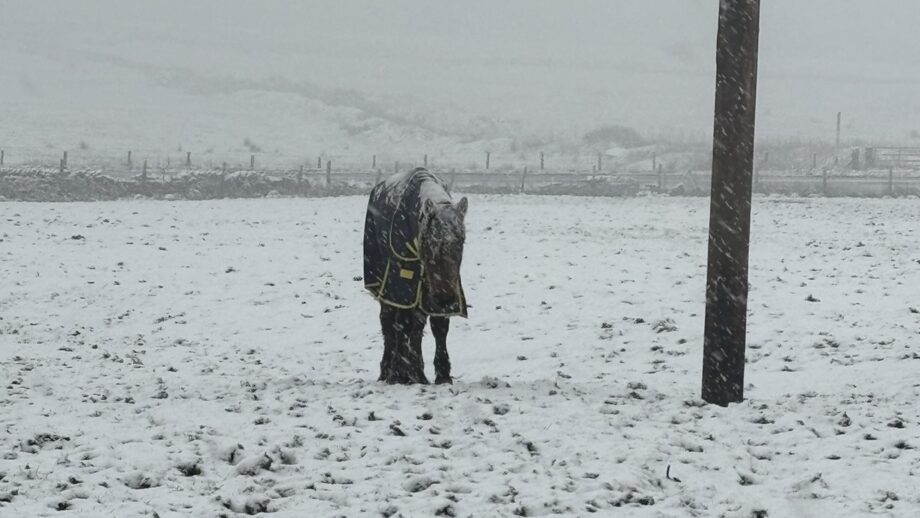 A bay pony owned by Chloe Hudson and Shantel Tansley, in the snow