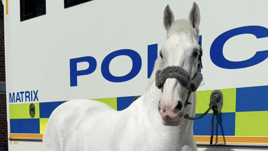 Image shows police horse Silver tied up to a police horsebox