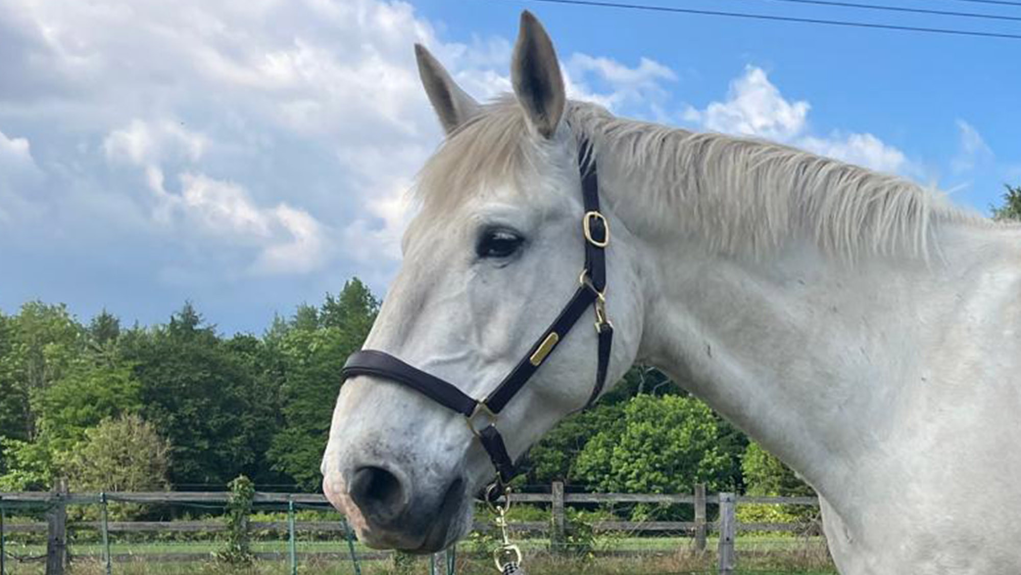 Sekonda Irish Draught Horse close up of his head